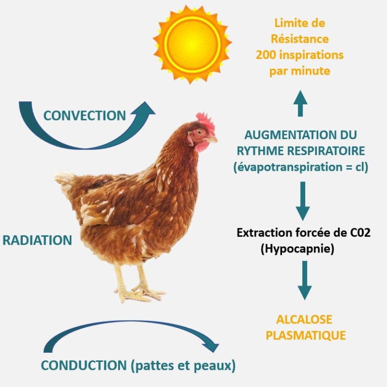 schéma poule thermorégulation