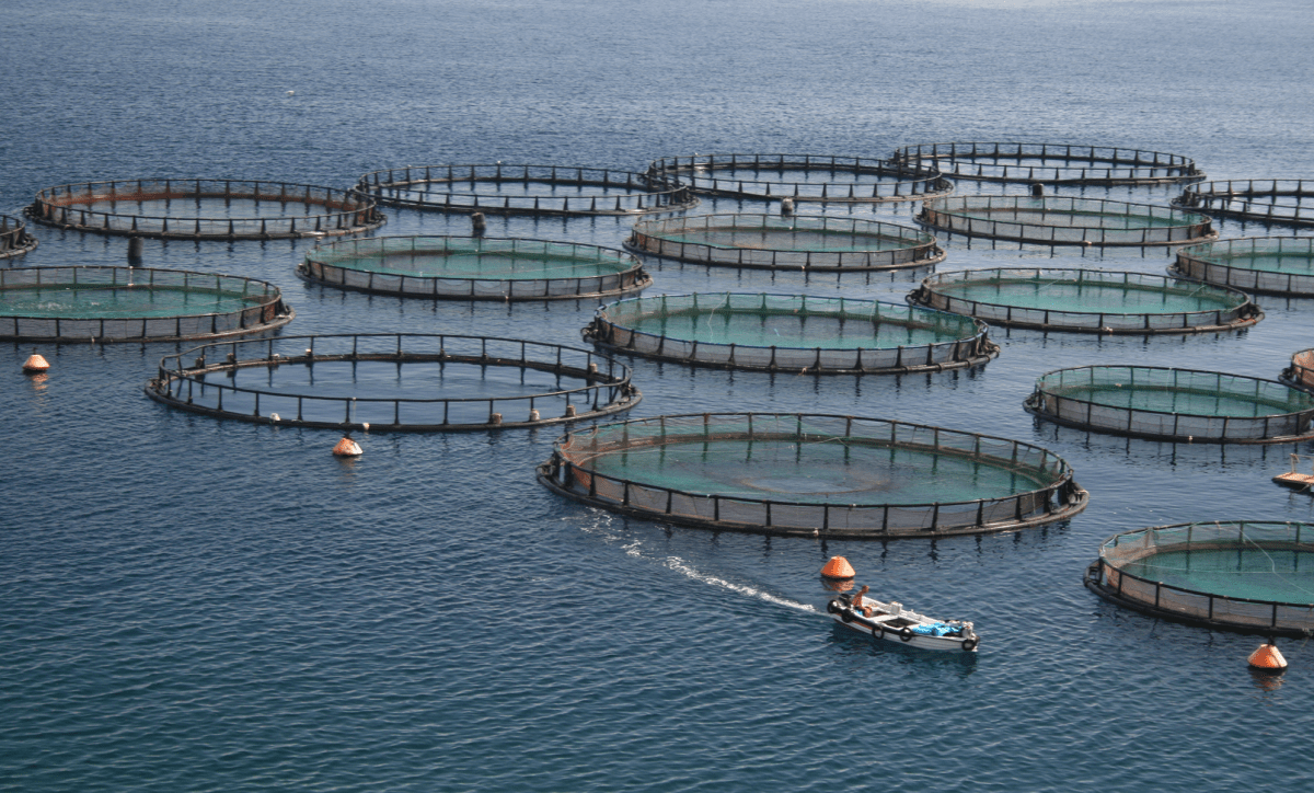 Bassin élevage aquaculture