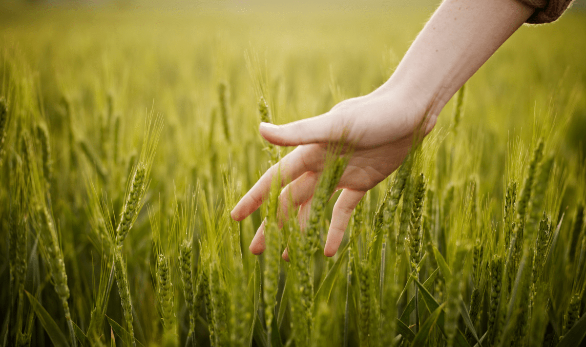Main d'un homme dans un champ de blé
