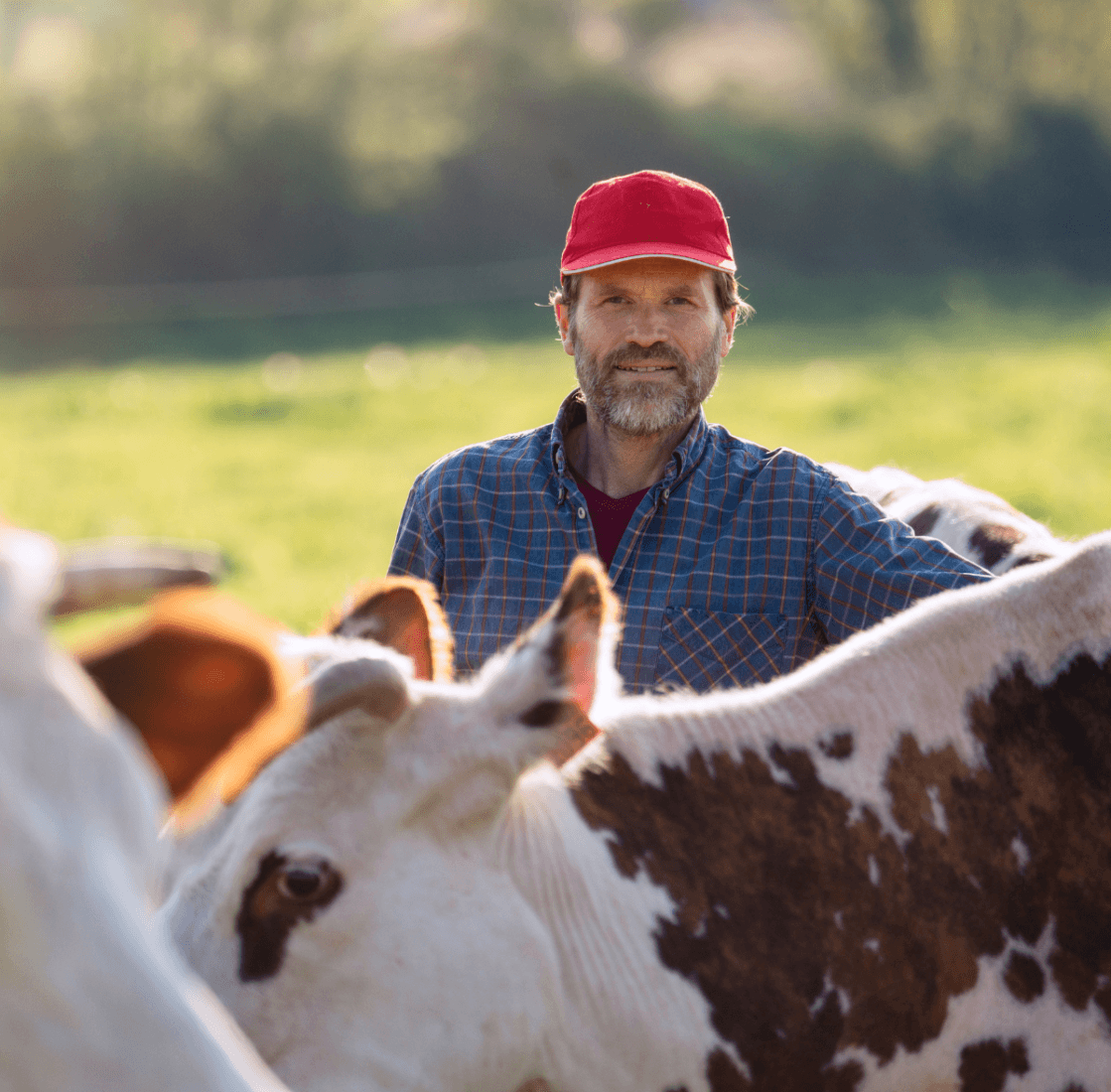 Eleveur derrière ses vaches