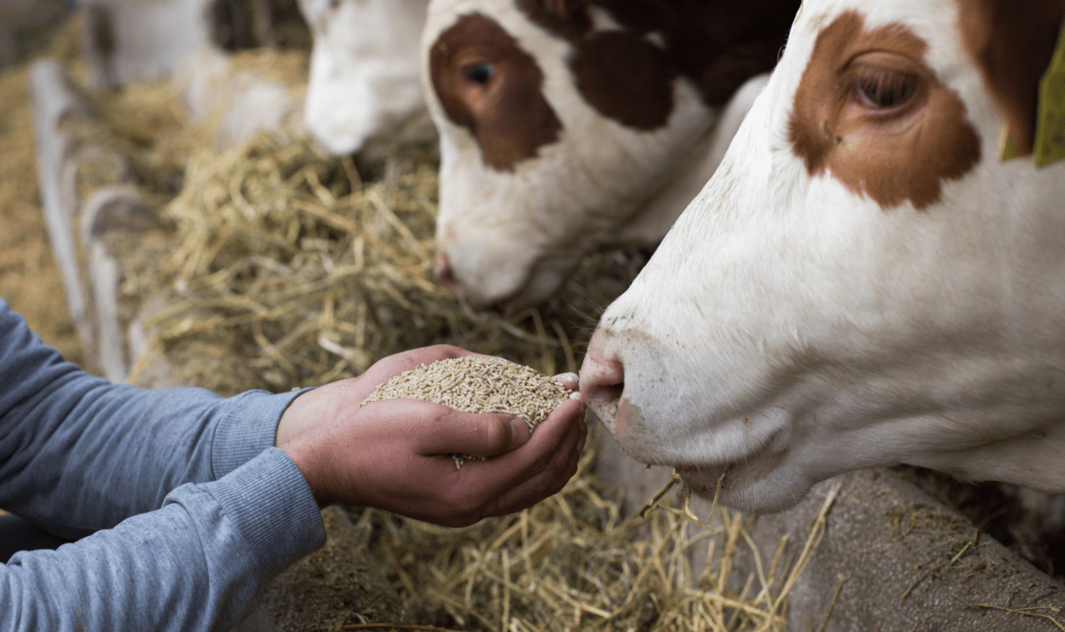 Ration dans des mains alimentant une vache
