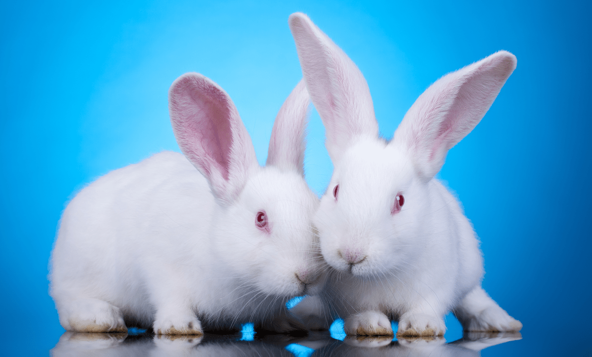 Deux lapins blancs