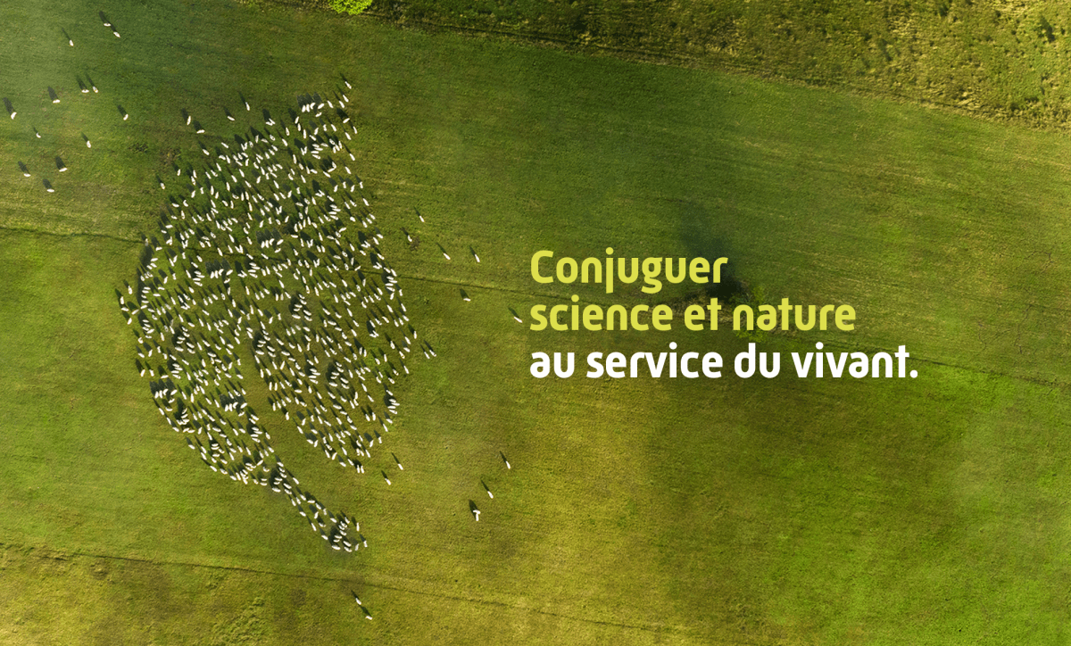 Troupeau de moutons en forme de feuille sur fond de campagne verte