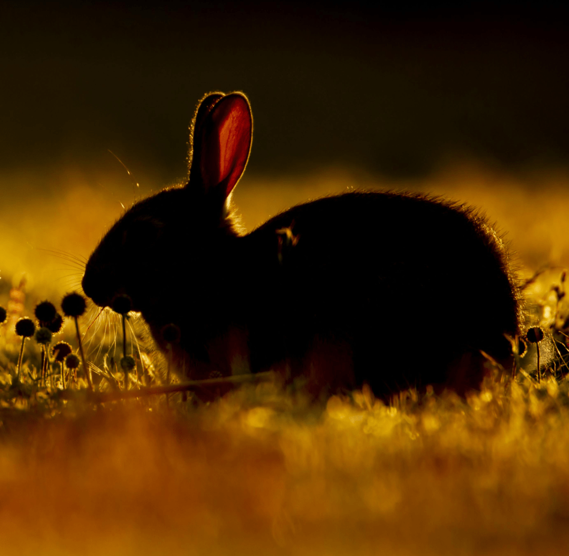 lapin - mobile