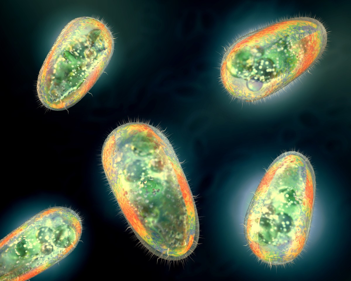 Protozoa in 3D