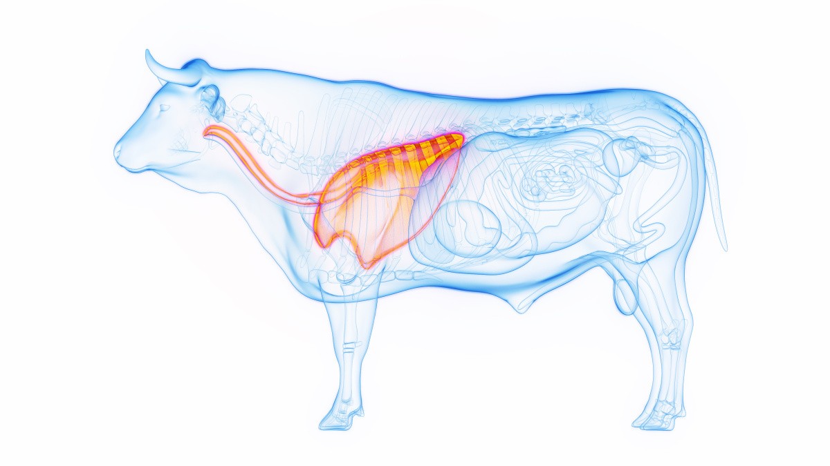 Illustration médicale en 3D des poumons d'une vache