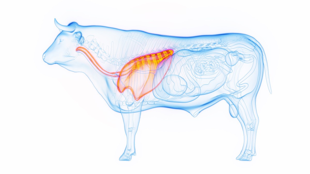 3D medical illustration of a cow's lungs