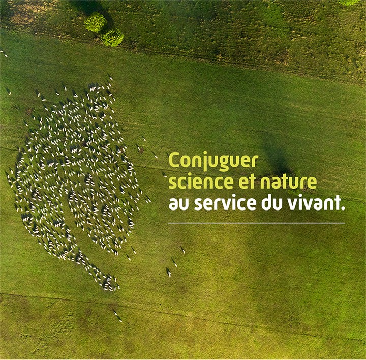 Photo aérienne d'un élevage de mouton dans un champs