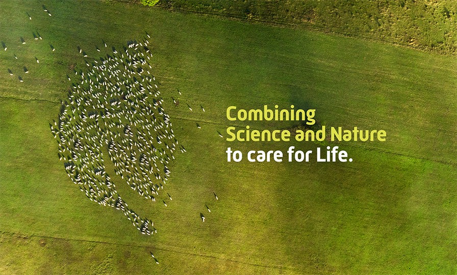 Aerial photo of a sheep farm in a field