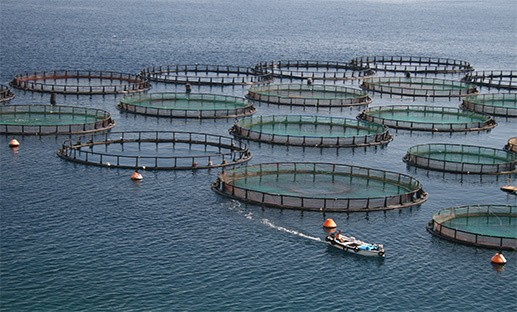 Aquaculture farm