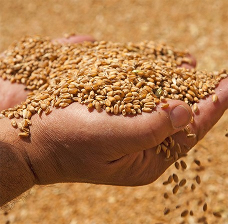 Hand with grains of wheat