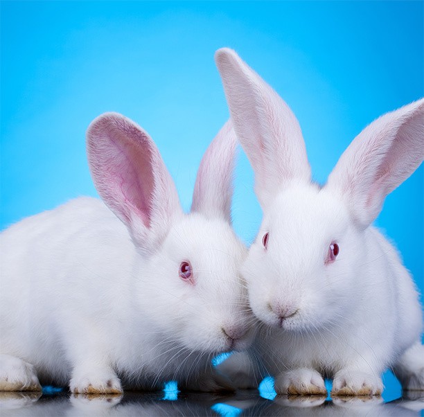 Deux Lapins blanc d'élevage