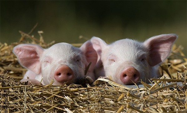 Two rearing piglets on straw