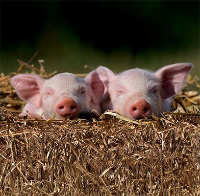 Sleeping farm piglets