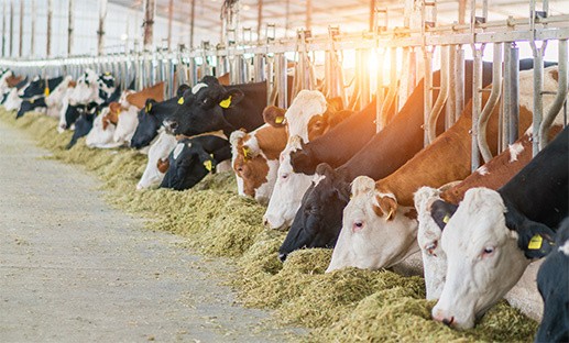 Cattle in a building eating