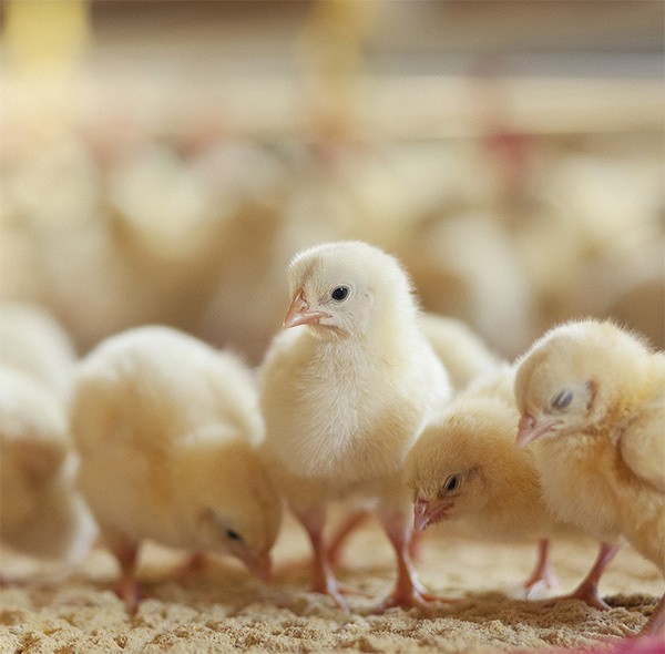 des poussins dans un bâtiment