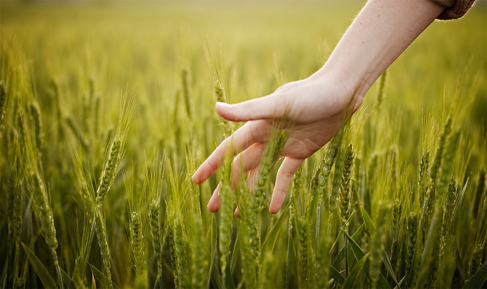 A hand above a field of wheat