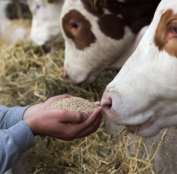 A hand with pellets near a bovine