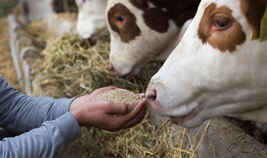 A hand with pellets near a bovine