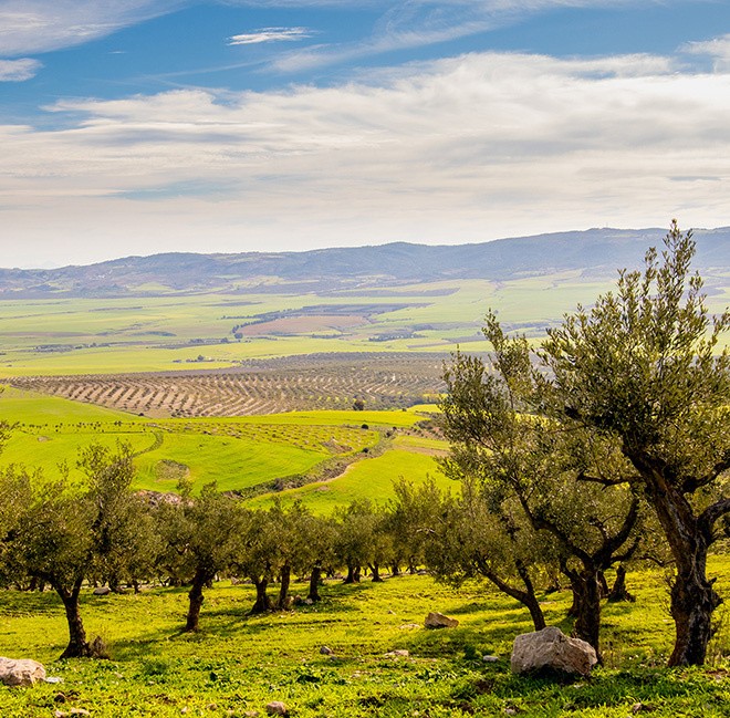 Paysage tunisien