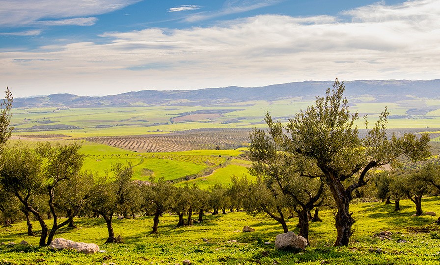 Paysage tunisien