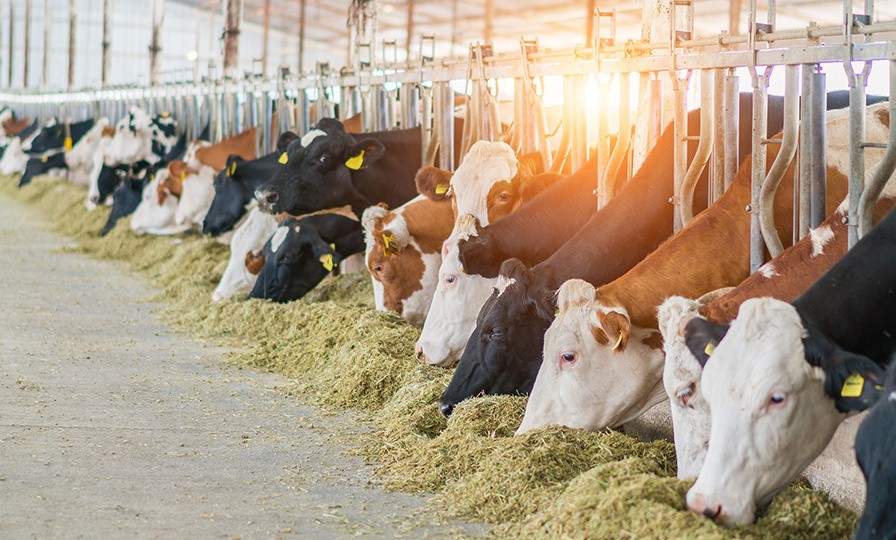 Bovins en train de manger à l'auge