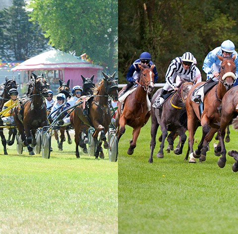 Course de chevaux