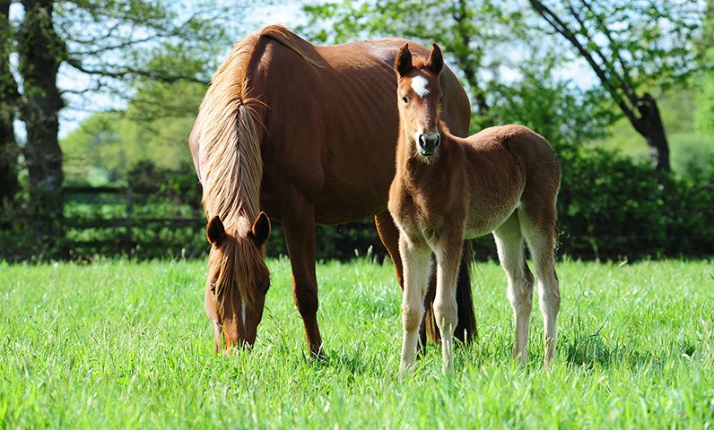 A mare and her foal in a meadow