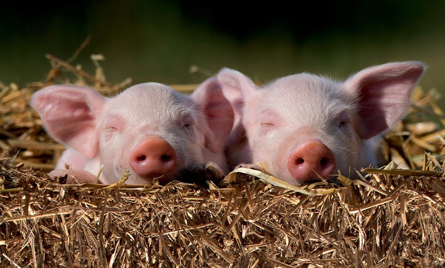 Two piglets sleeping on straw