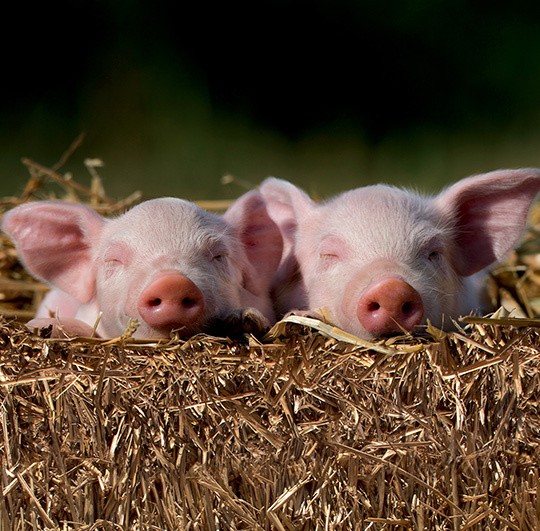 Two piglets sleeping on straw