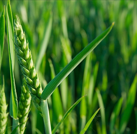 green wheat