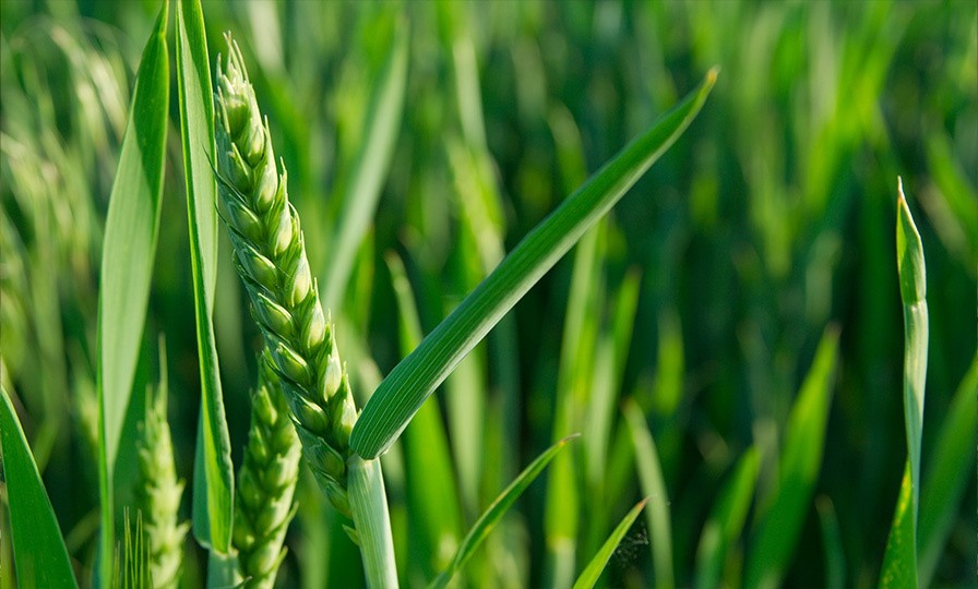 Green wheat