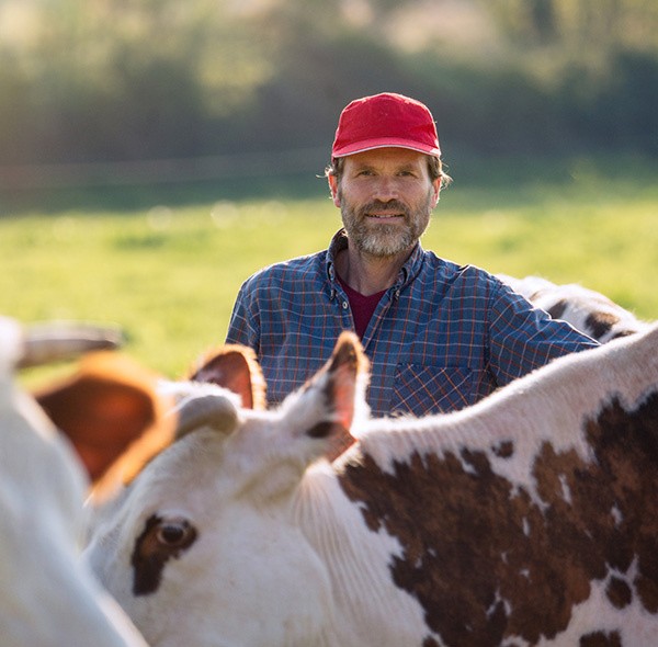 A man behind his herd of cows