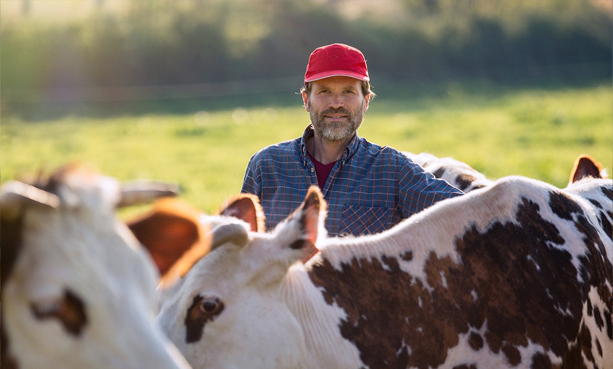 Un homme avec son troupeau de vaches dans un champ