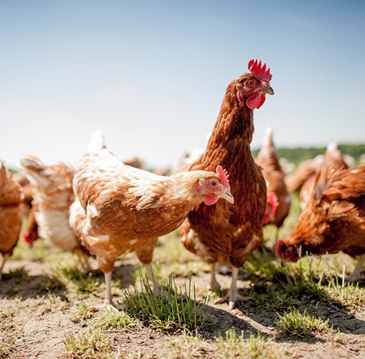 Poules pondeuses dans un champs