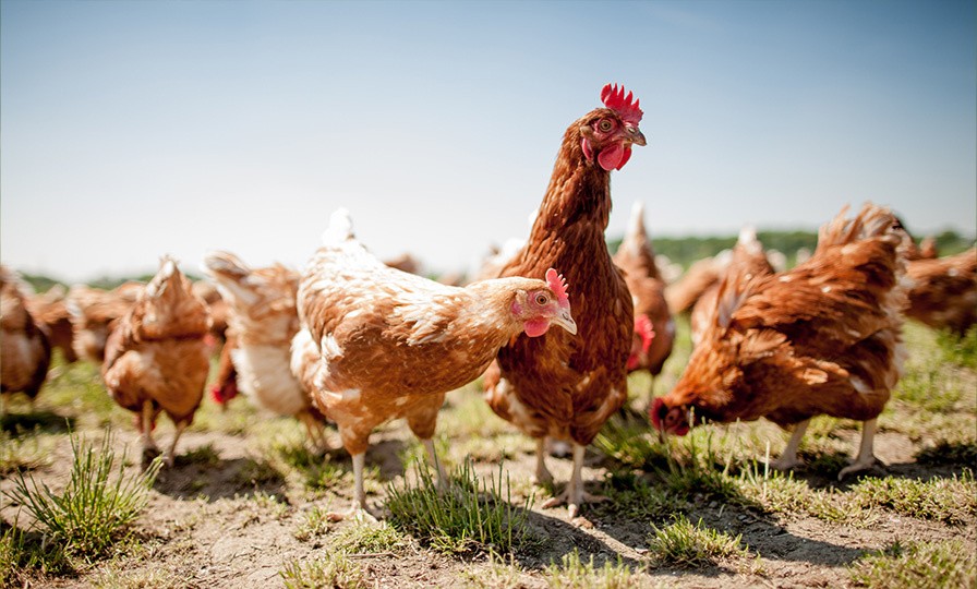 Poules pondeuses dans un champs