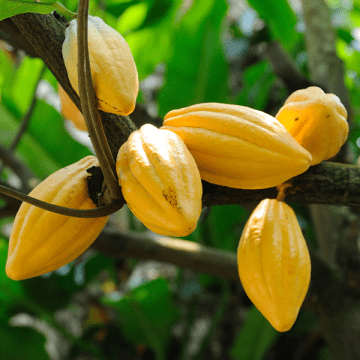 Cacao
