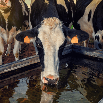 Vache qui boit de l'eau