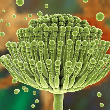 Mycotoxines