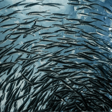 Poissons d'élevage