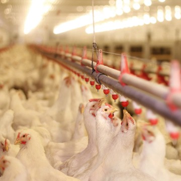 Batîment d'élevage de poulets