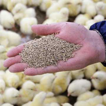 Une main avec des granulés volaille et des poussins en arrière plan