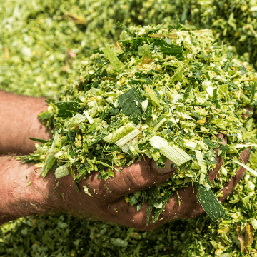 Two hands holding green fodder
