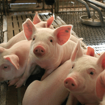 Piglets in a farm