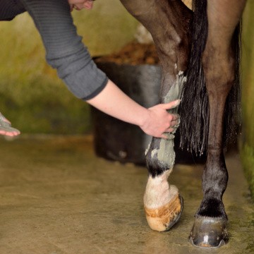 Person applying clay to a horse's leg