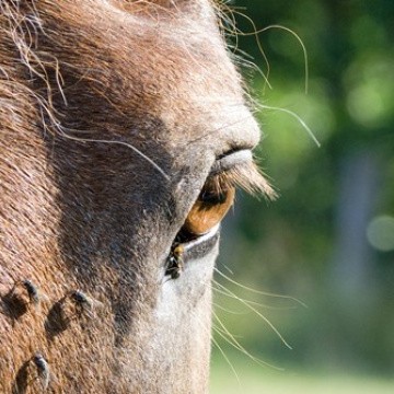 Flies on a horse's eyes