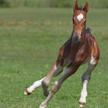 Poulain courant dans un champ