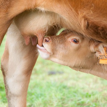 Veau allaitant avec sa mère