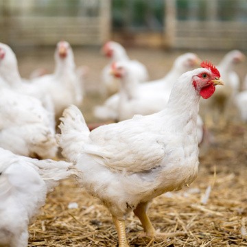 Poulets debout dans un élevage