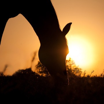 Cheval mangeant au coucher de soleil
